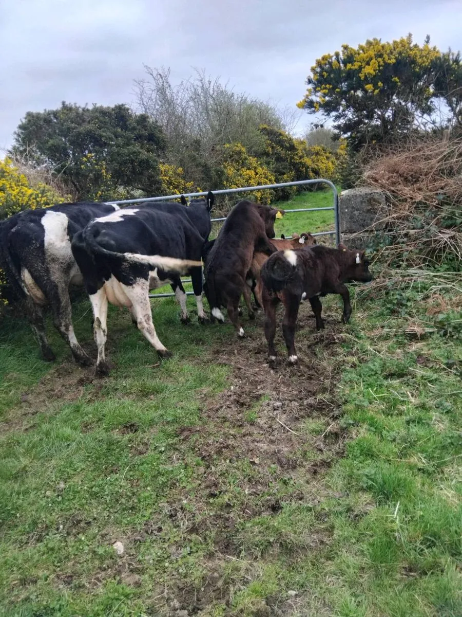 Cows and calves and cows to rear calves - Image 1
