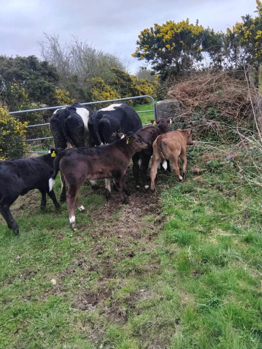 Cows and calves and cows to rear calves - Image 2