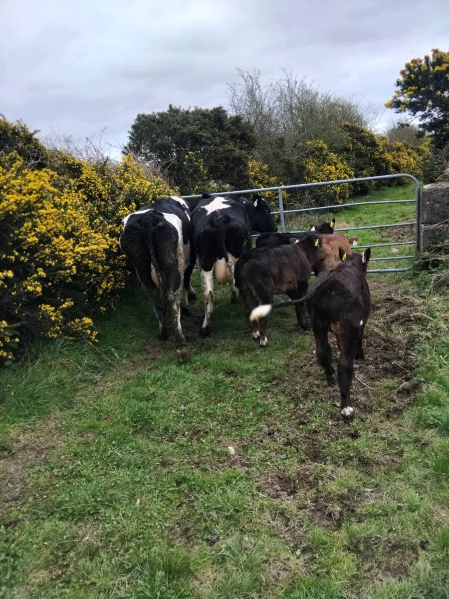Cows and calves and cows to rear calves - Image 3