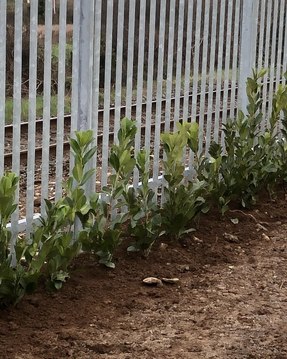 Laurel Hedging - Image 3