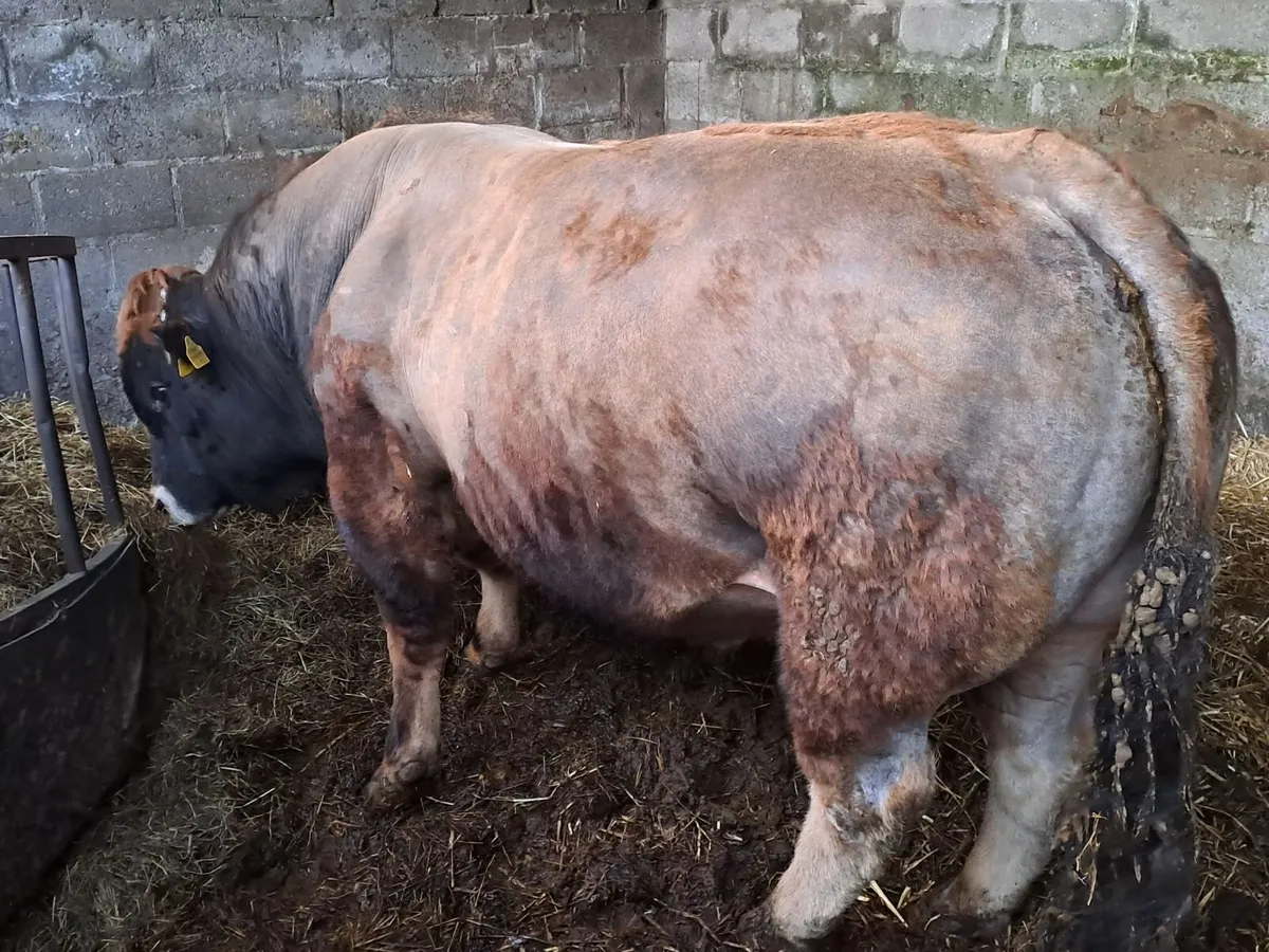 PBR Aubrac Bull - Image 1
