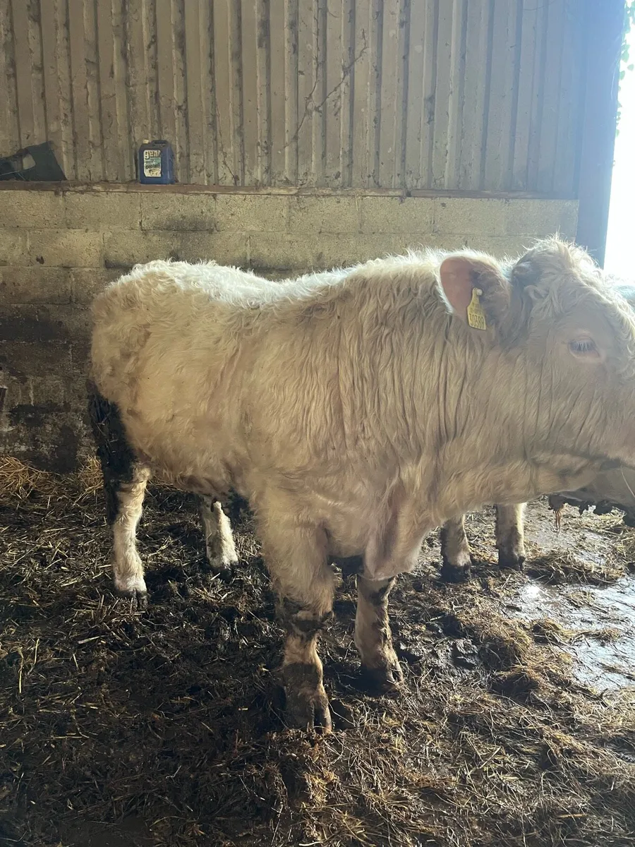 Charolais Bull - Image 4