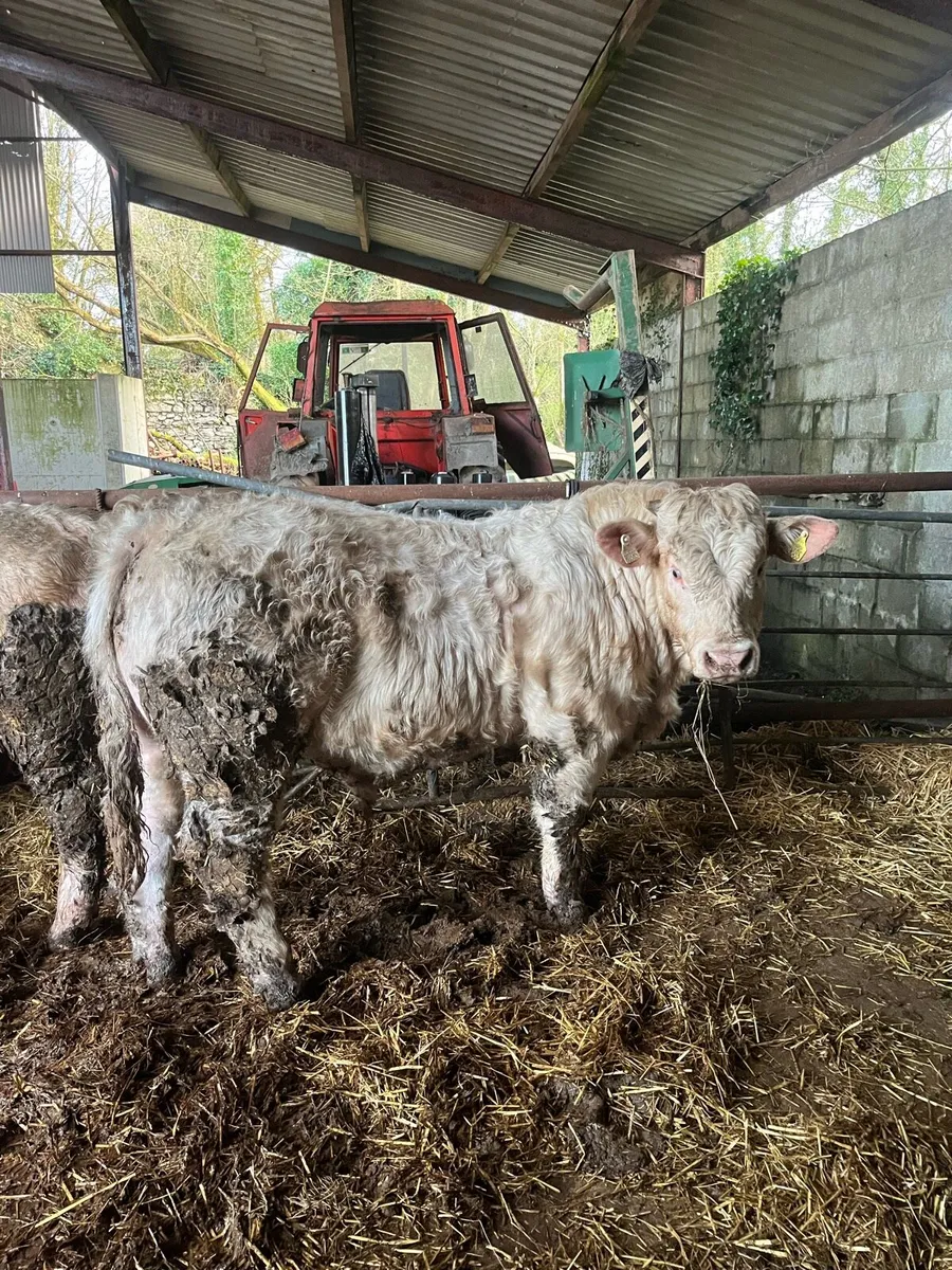 Charolais Bull - Image 1