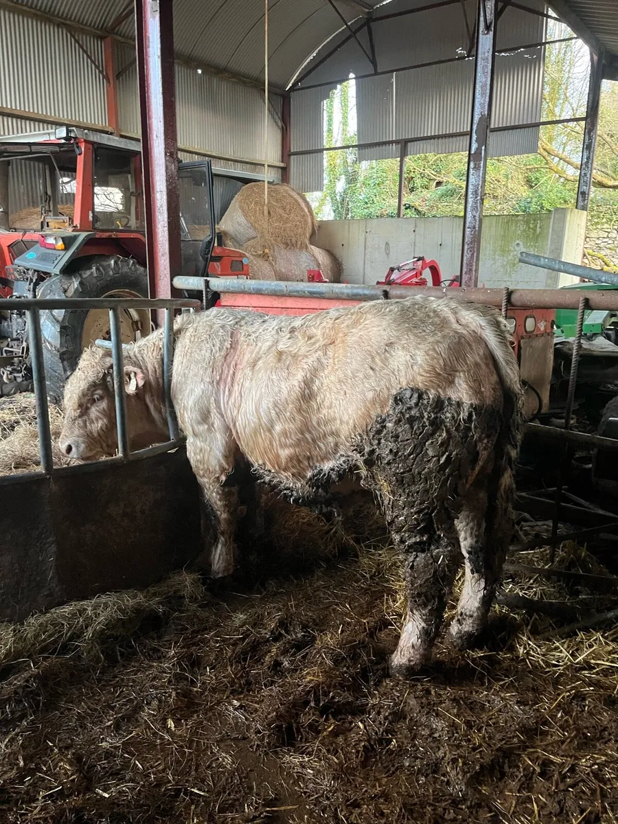 Charolais Bull - Image 2