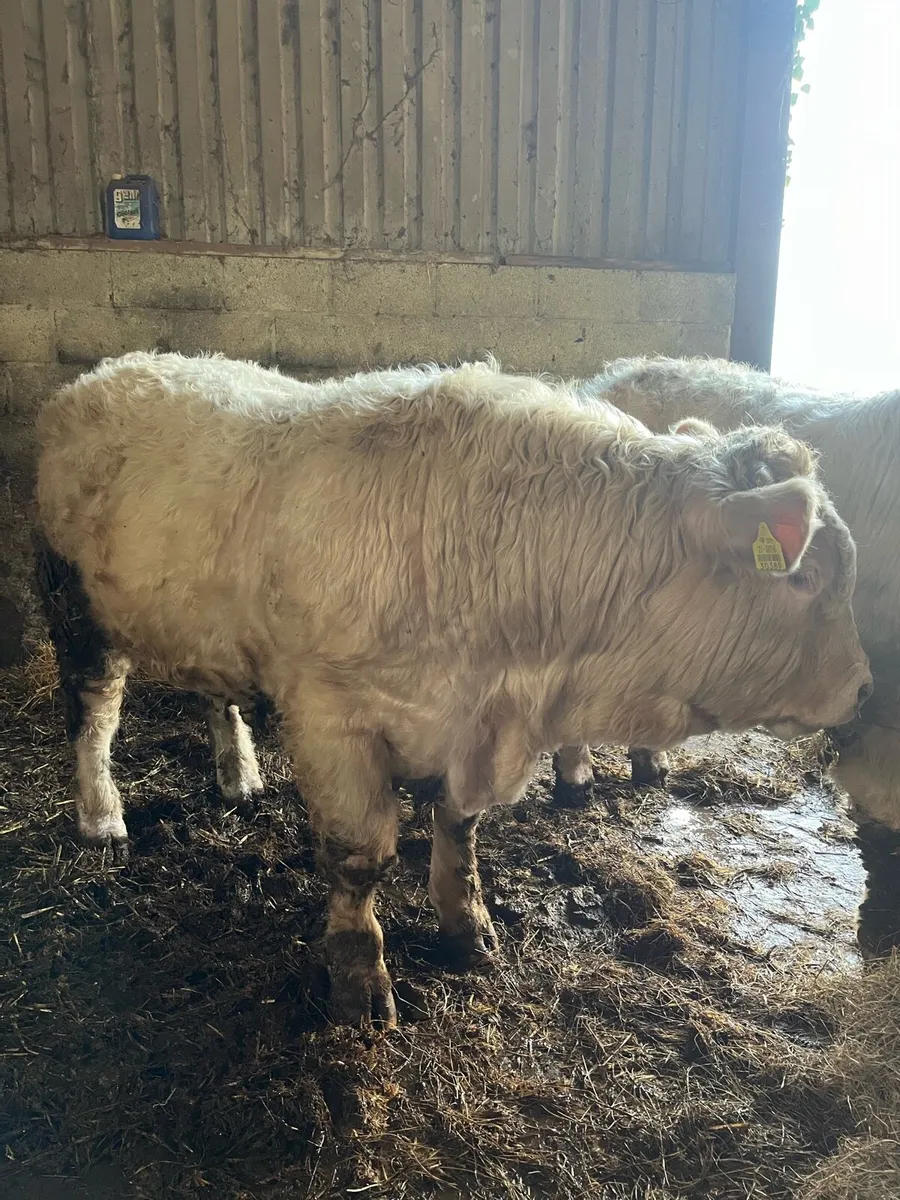 Charolais Bull - Image 3