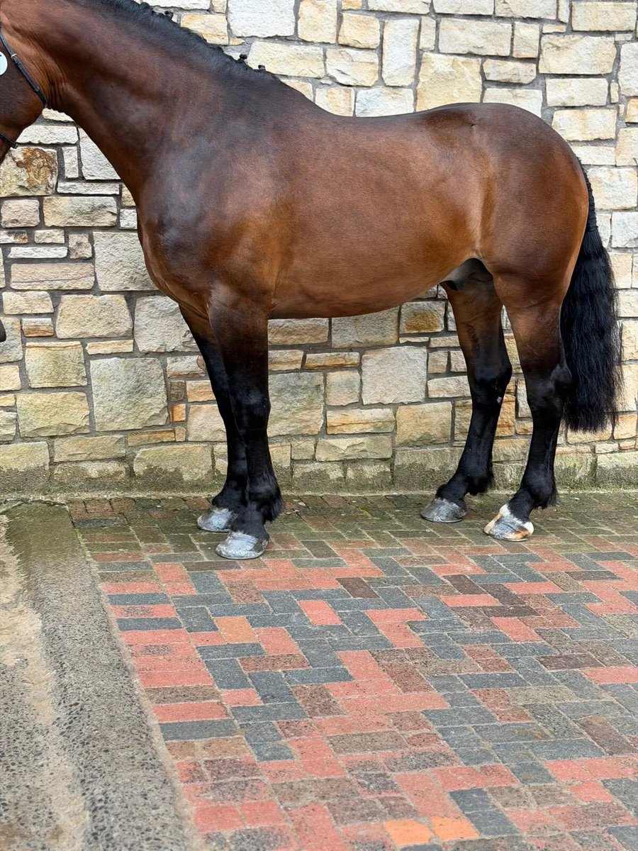 Stallion at stud - Image 4