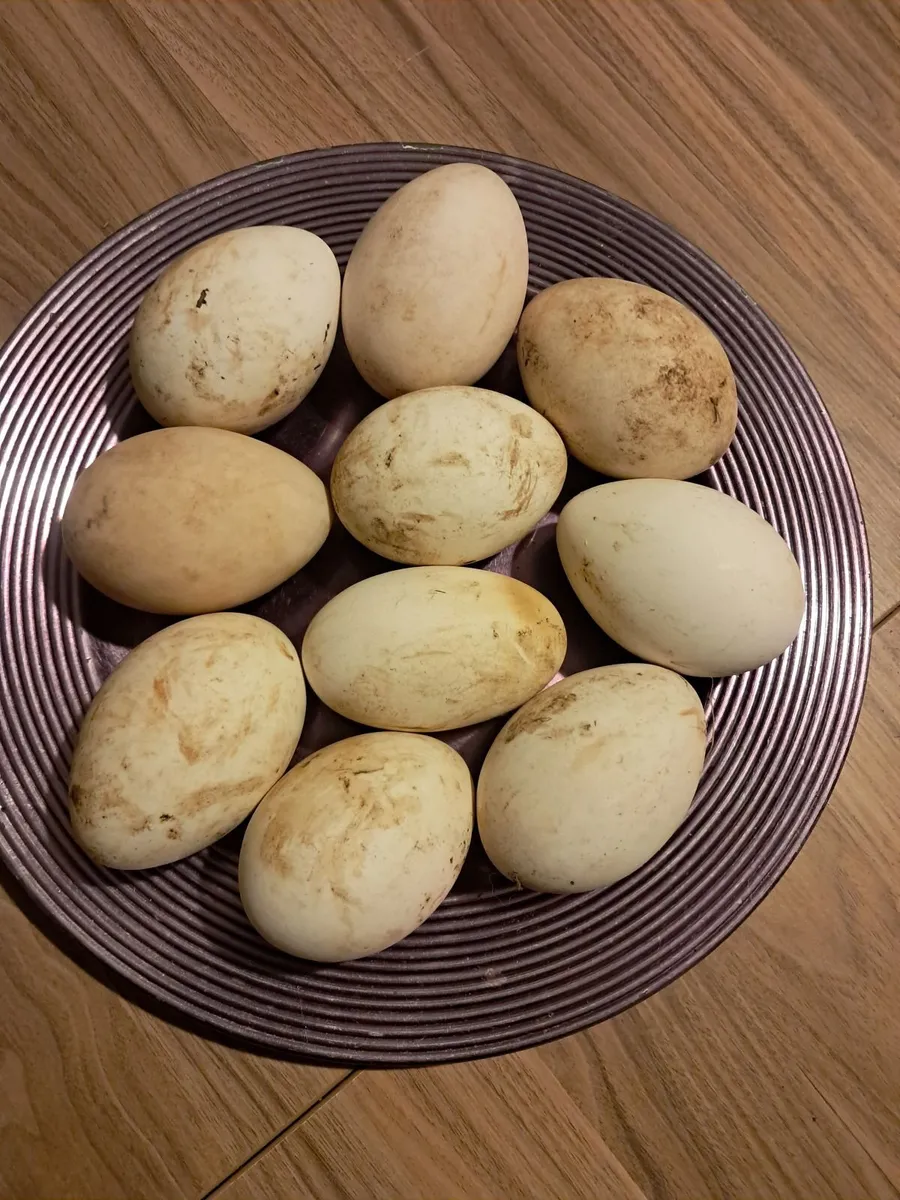 Geese eggs - Image 1