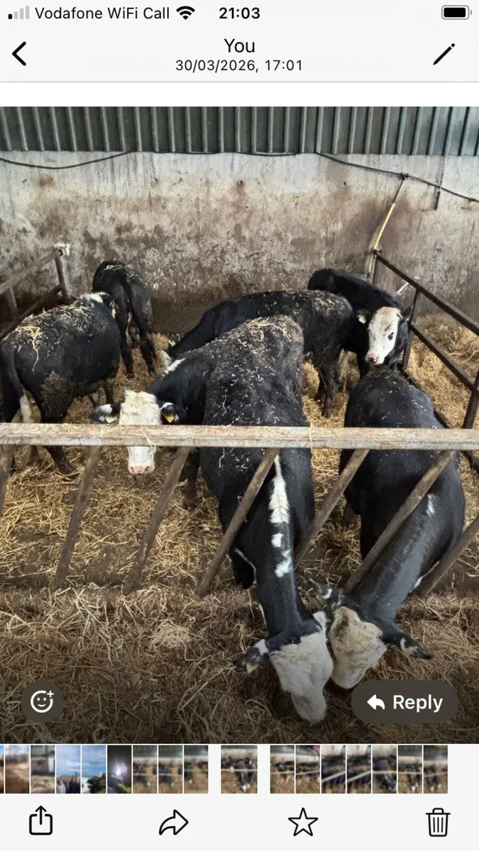 HEIFERS FOR SALE - Image 2