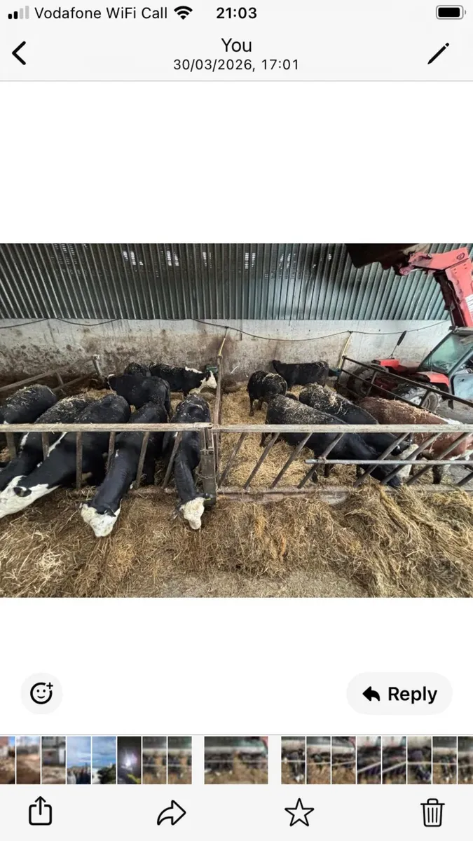 HEIFERS FOR SALE - Image 3