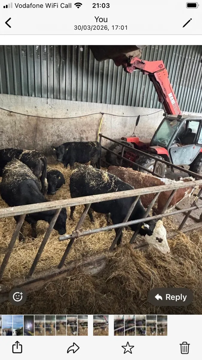 HEIFERS FOR SALE - Image 4