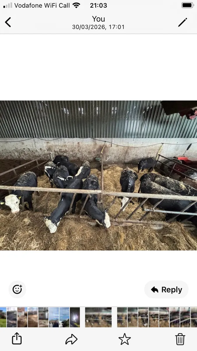 HEIFERS FOR SALE - Image 1