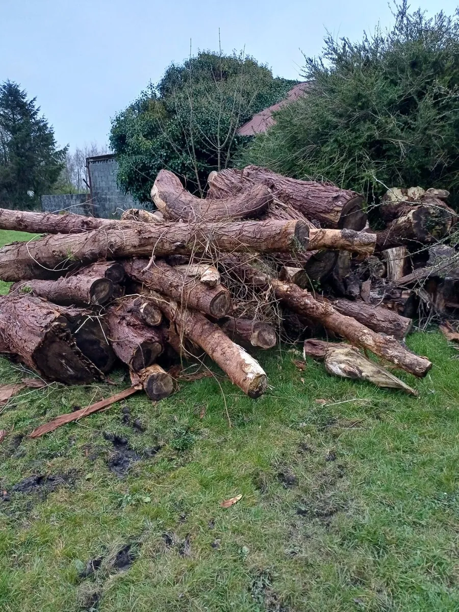 Firewood logs (leylandiis Softwood) - Image 2