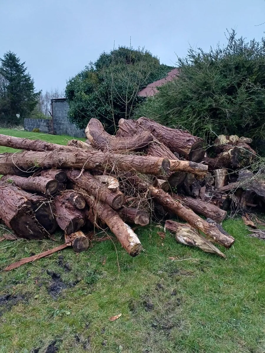 Firewood logs (leylandiis Softwood) - Image 3