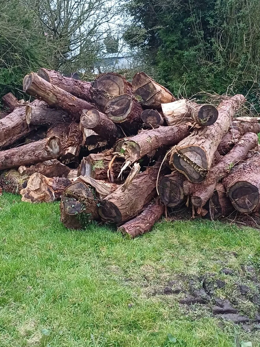 Firewood logs (leylandiis Softwood) - Image 4