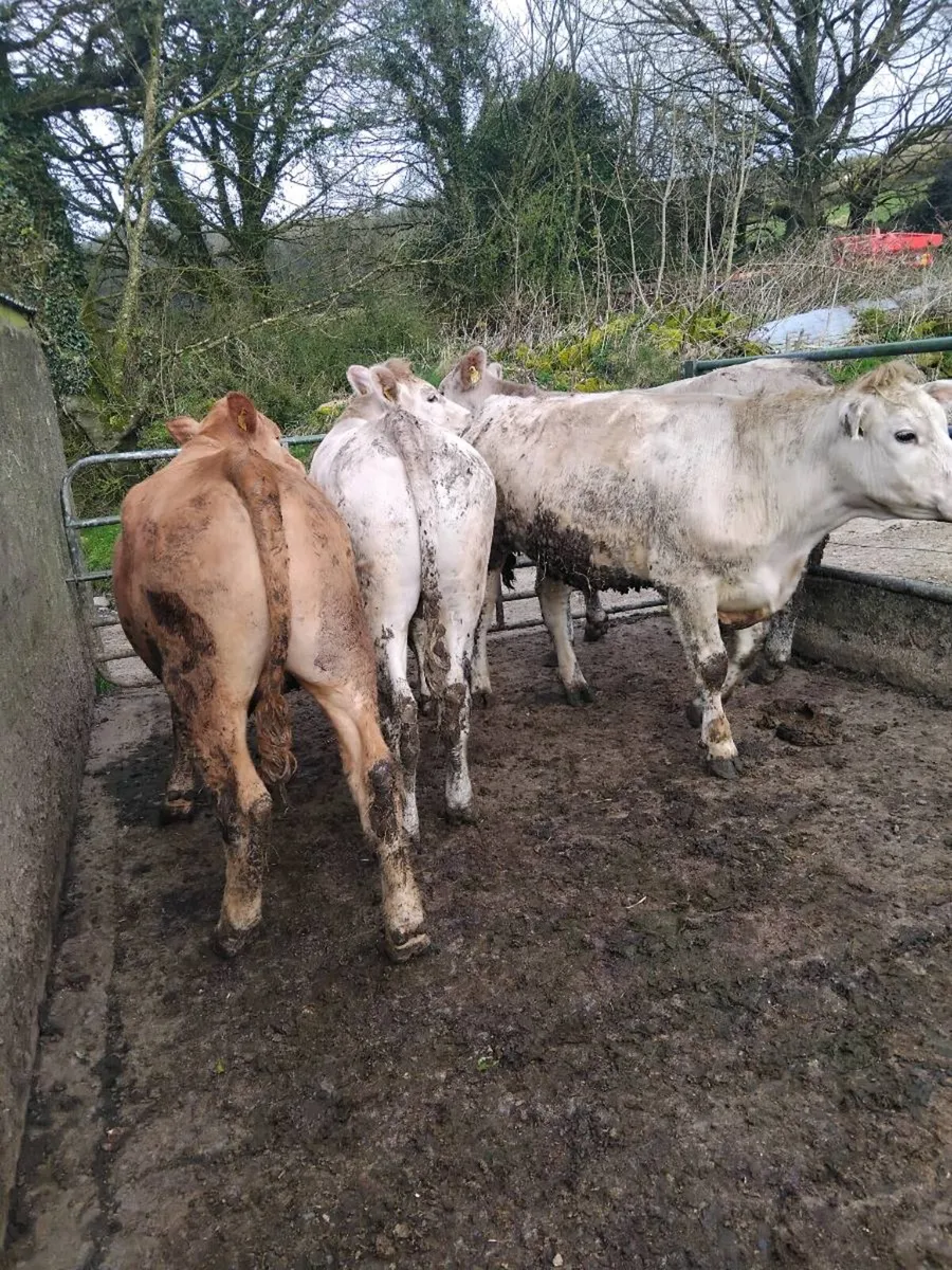 500kg bullocks - Image 1