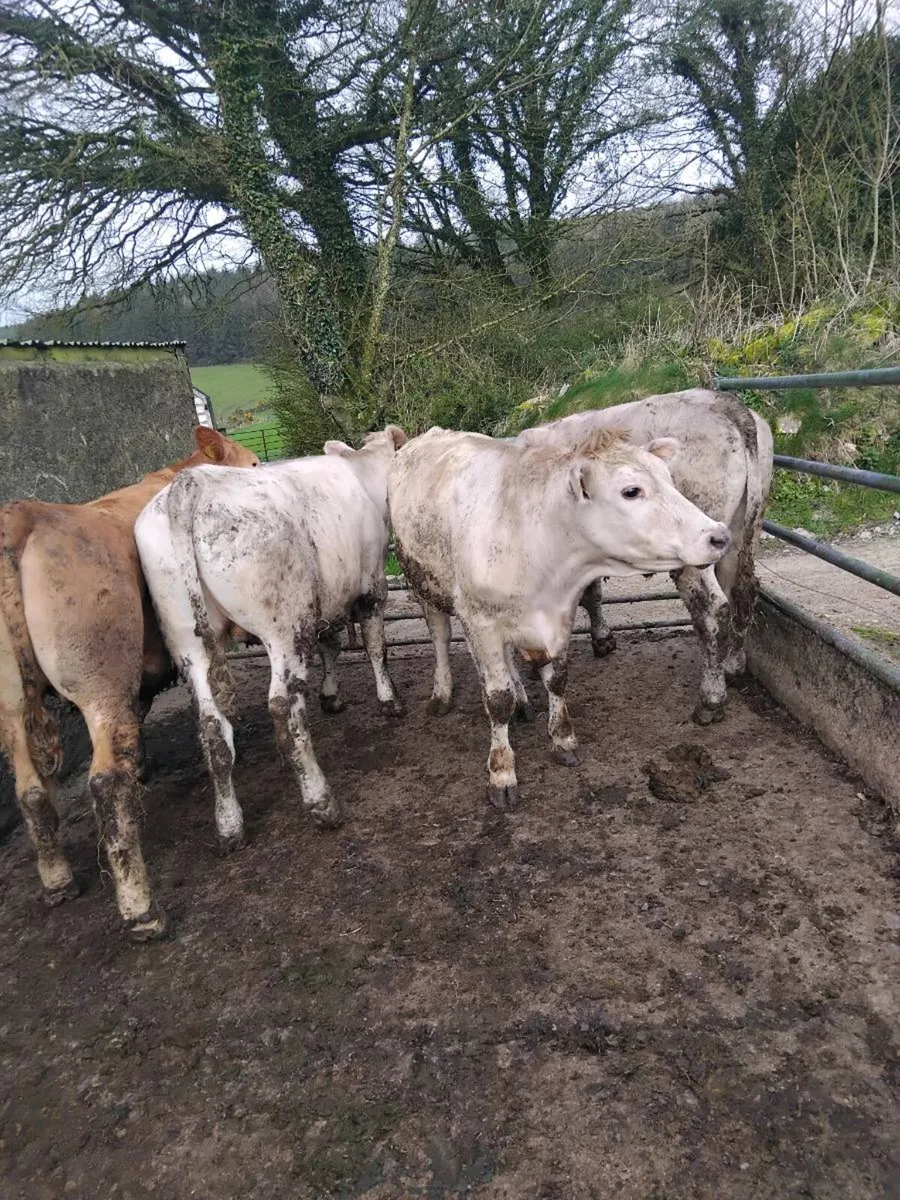 500kg bullocks - Image 2