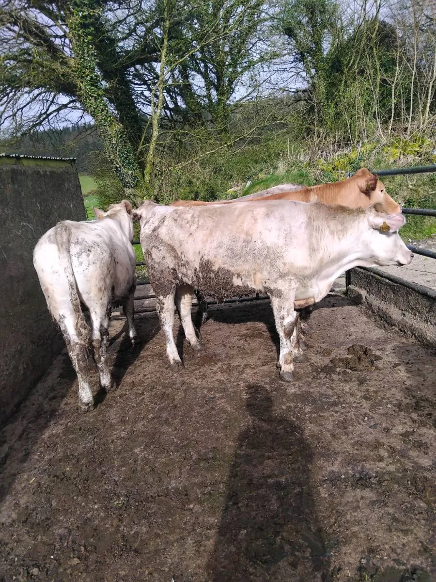 500kg bullocks - Image 3