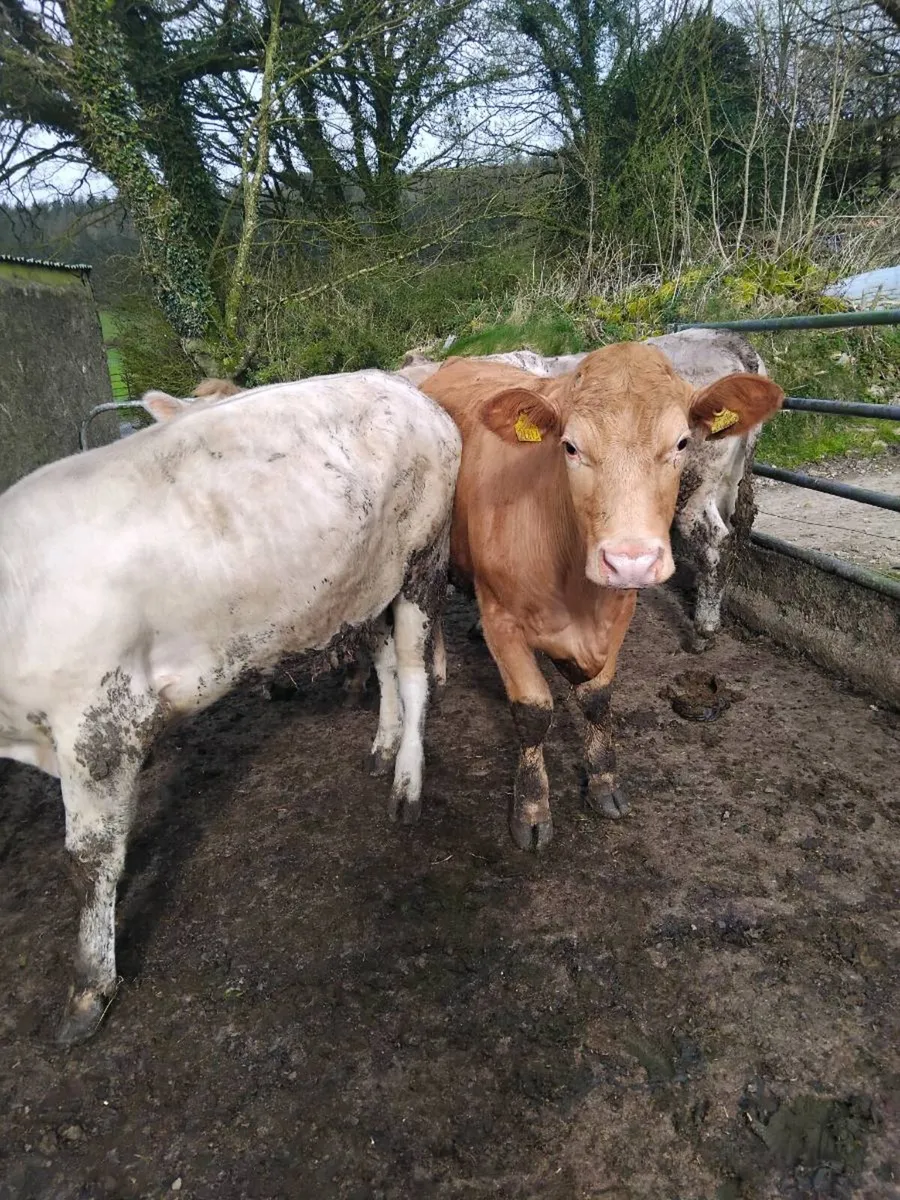 500kg bullocks - Image 4