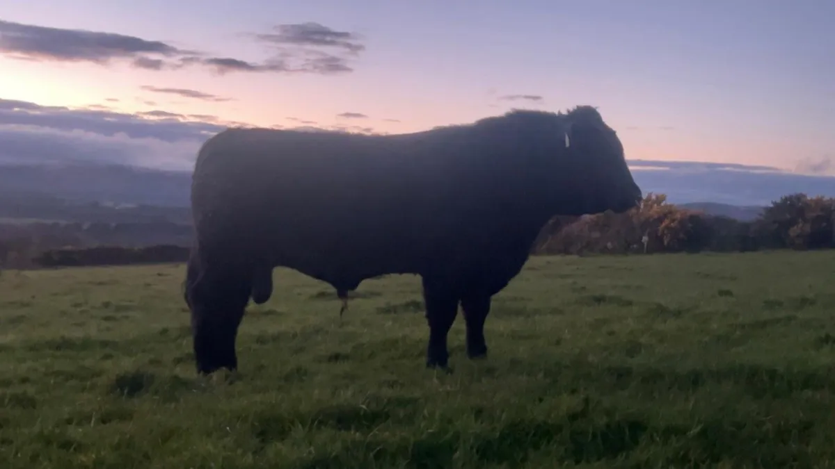 Angus Bulls - Image 3