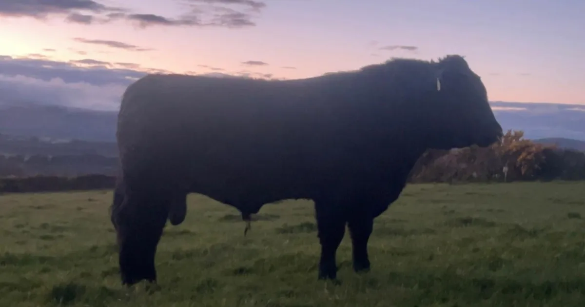 Angus Bulls - Image 1