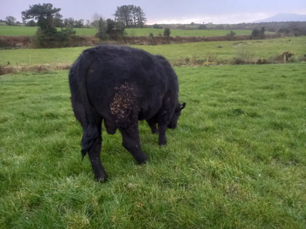 Angus Bulls - Image 4