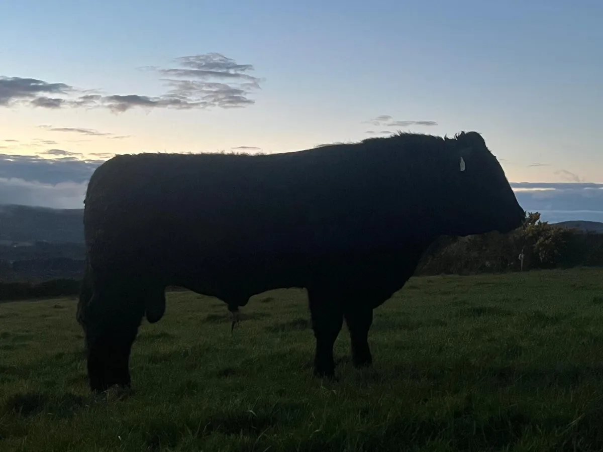 Angus Bulls - Image 2