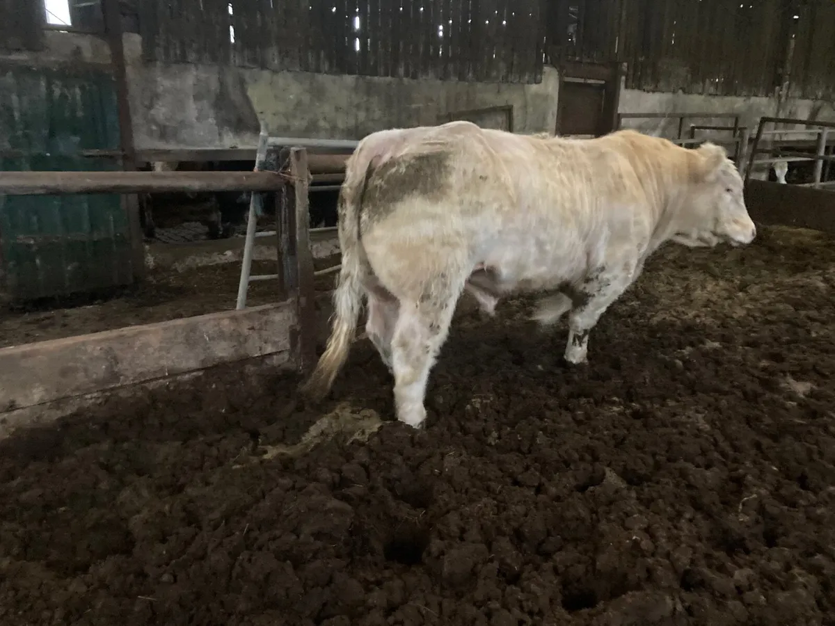 Pedigree Charolais  4.8% - Image 3