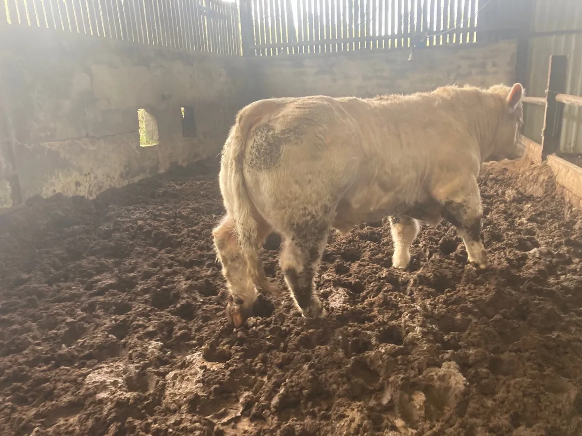 Pedigree Charolais  4.8% - Image 2