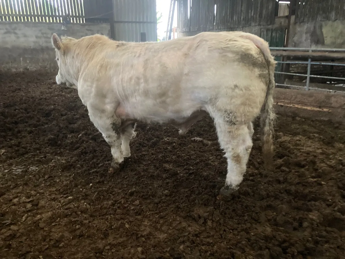 Pedigree Charolais  4.8% - Image 1