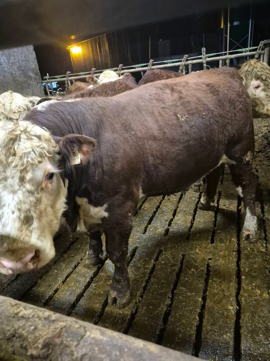 Hereford Bulls polled - Image 4