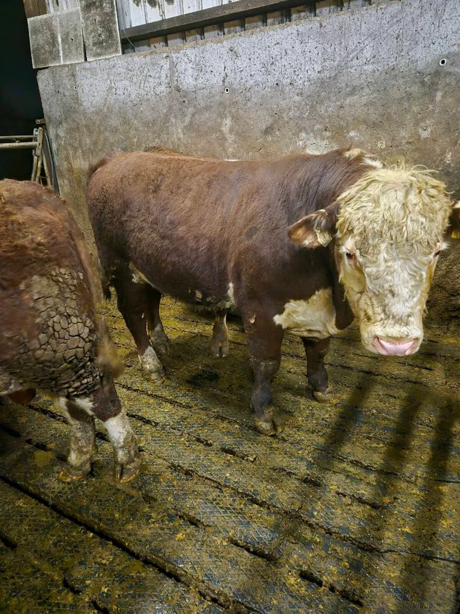 Hereford Bulls polled - Image 2
