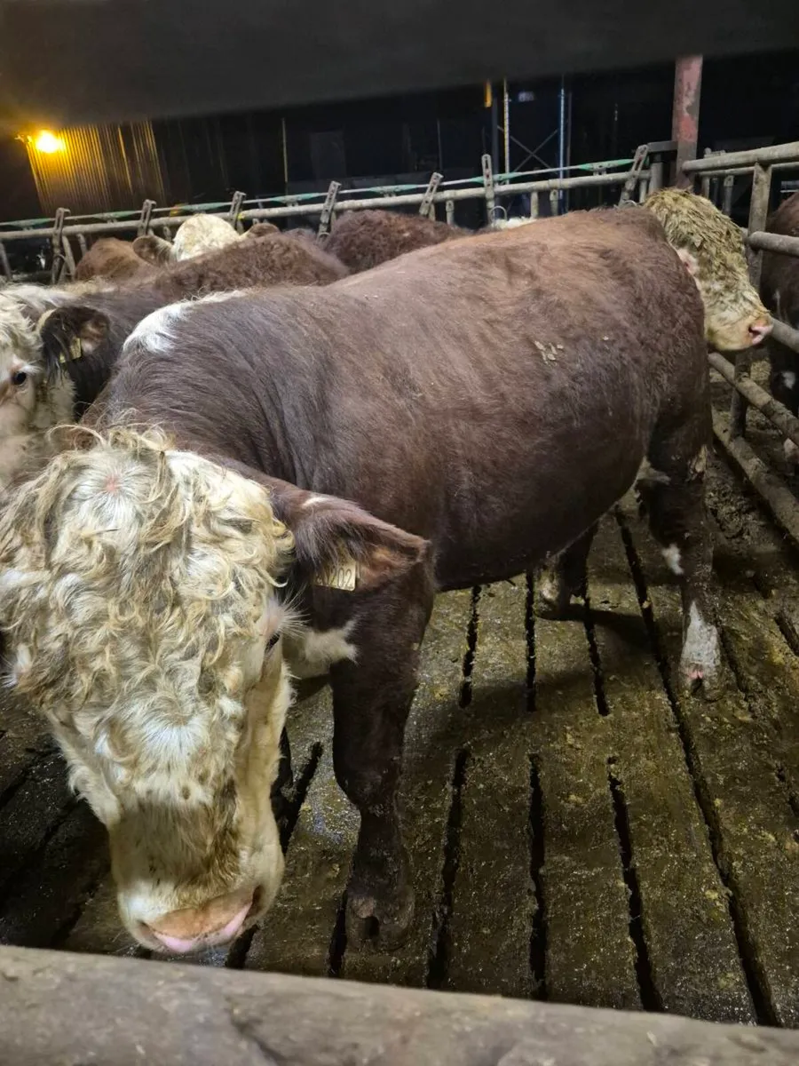 Hereford Bulls polled - Image 3