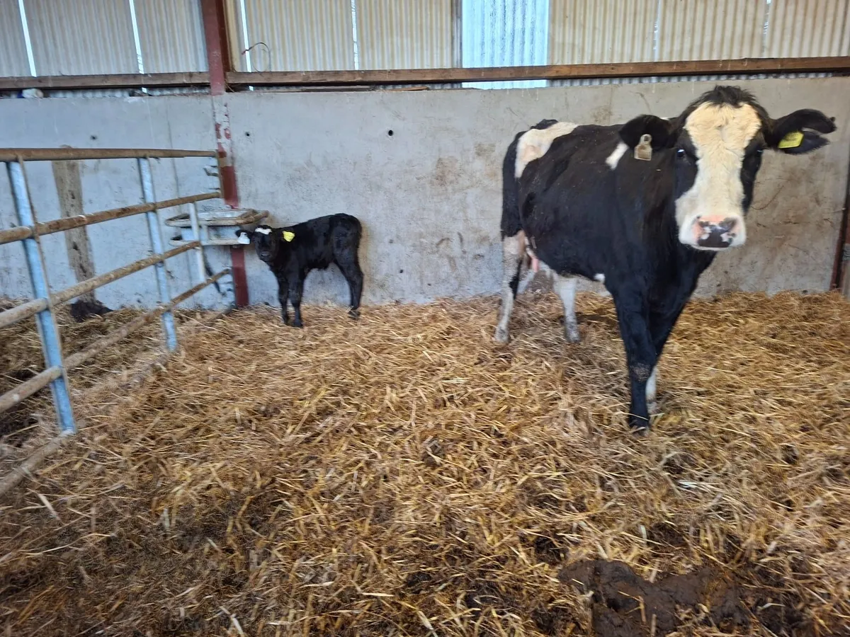 Cows and calves - Image 2