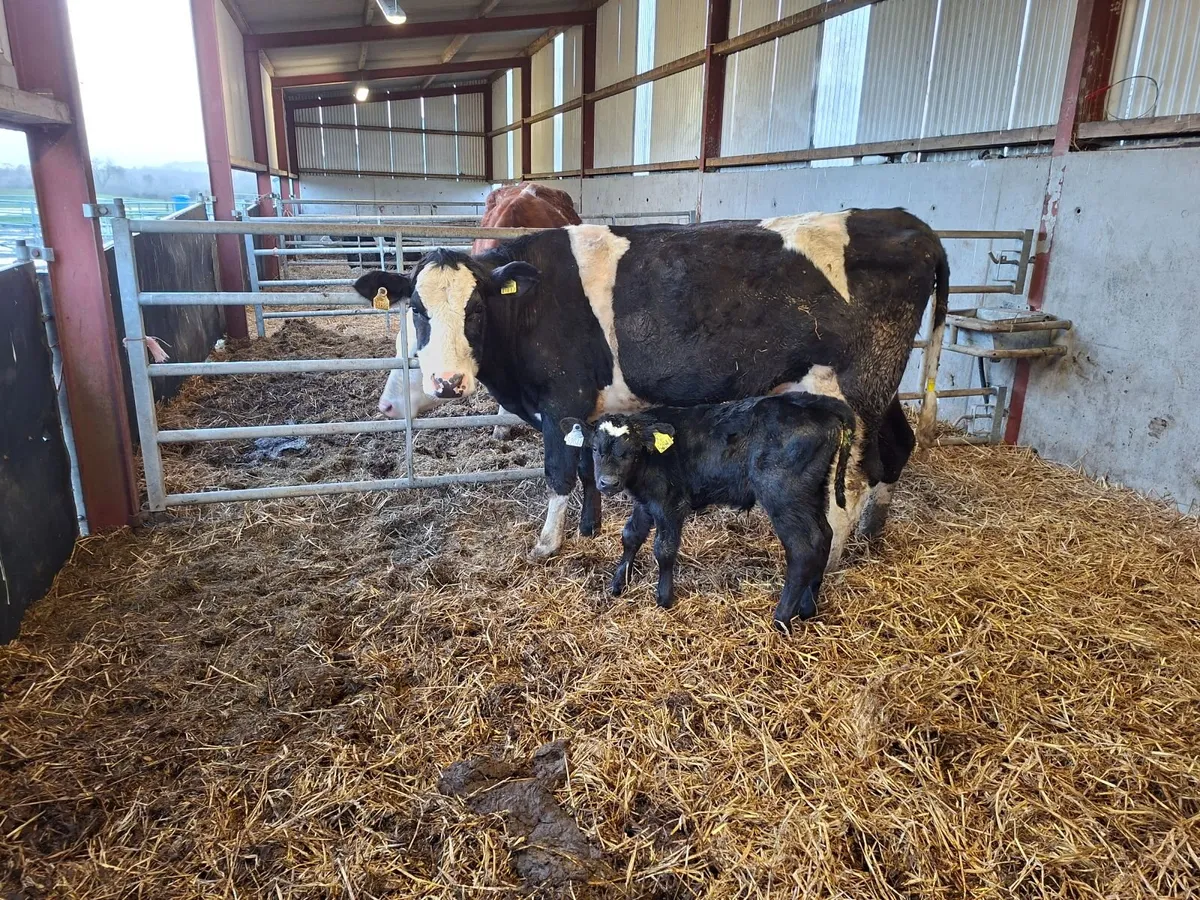 Cows and calves - Image 1