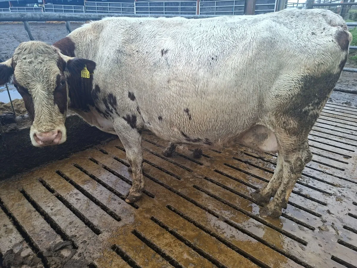 Cows and calves - Image 3