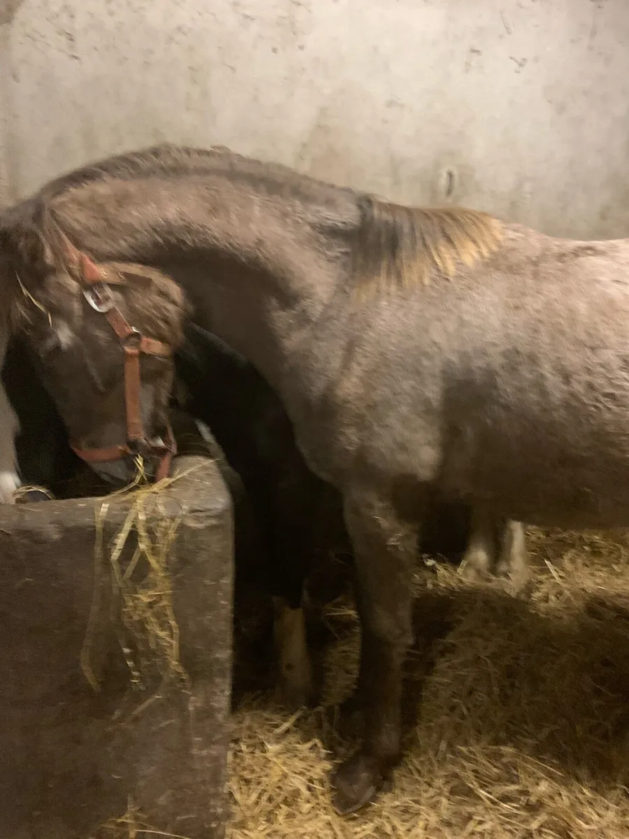 1 year old RID colt - Image 1