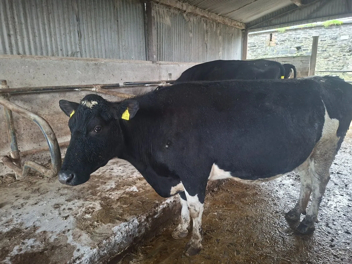 Cows and calves - Image 4