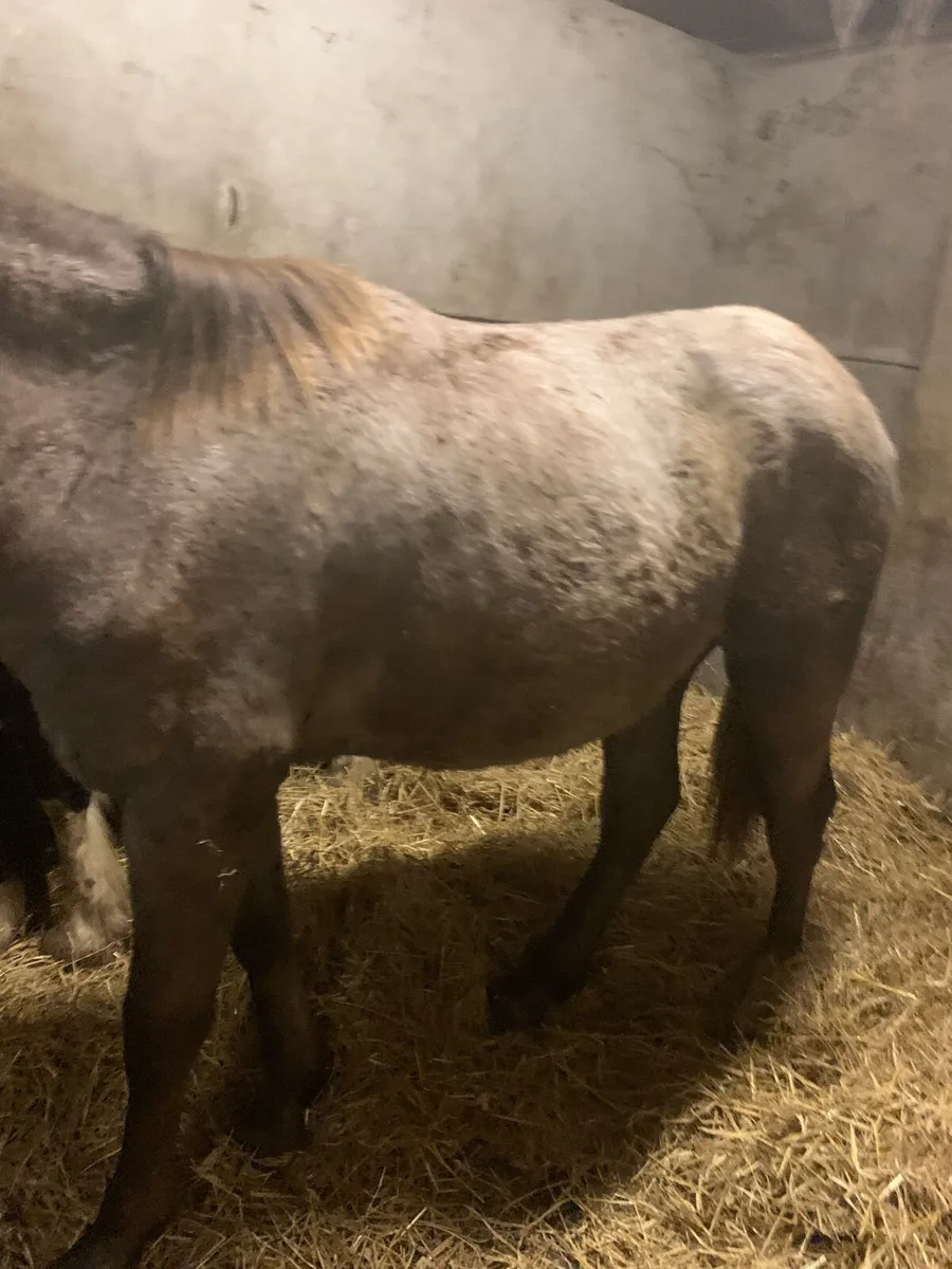 1 year old RID colt - Image 3