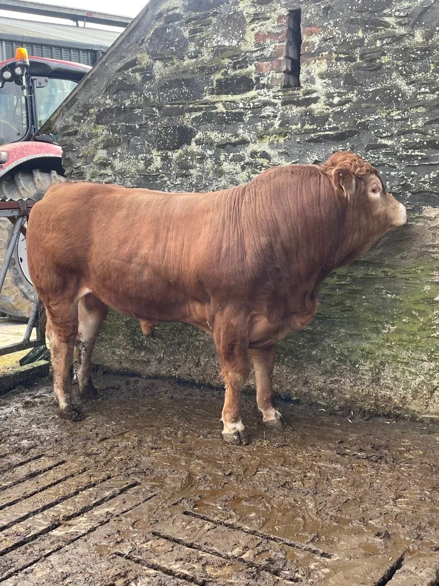 Purebred limousin bull - Image 1
