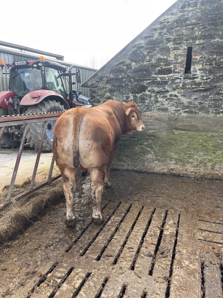 Purebred limousin bull - Image 2
