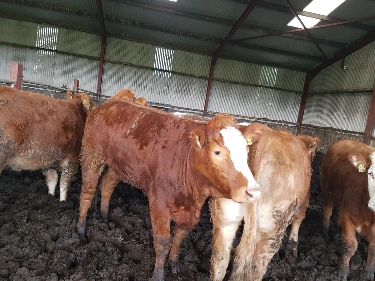 Breeding Heifers - Image 1