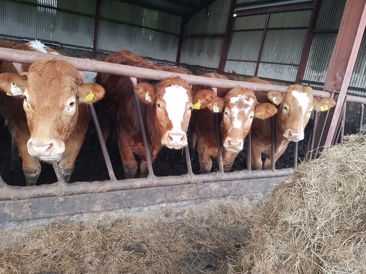 Breeding Heifers - Image 2