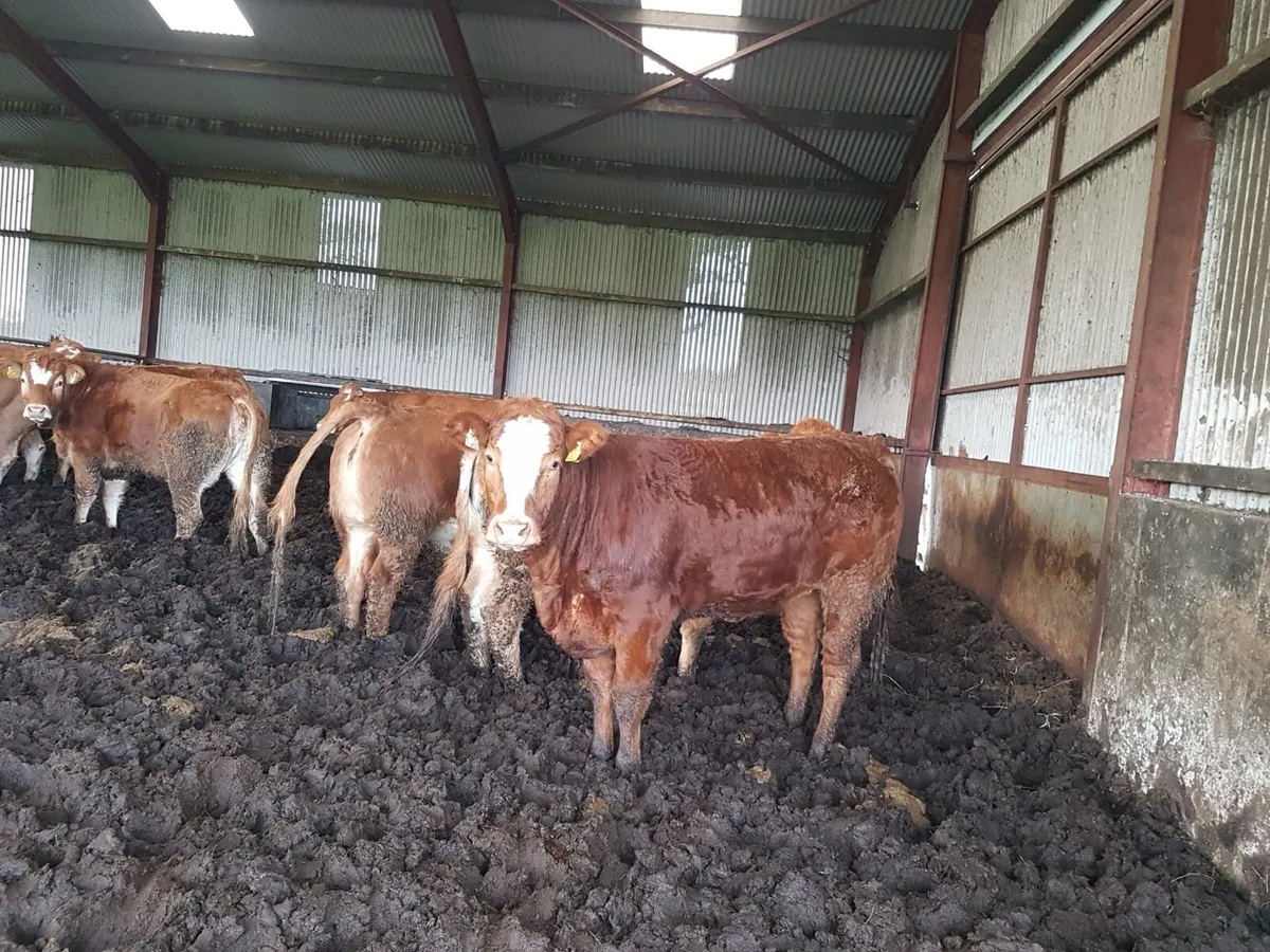 Breeding Heifers - Image 3