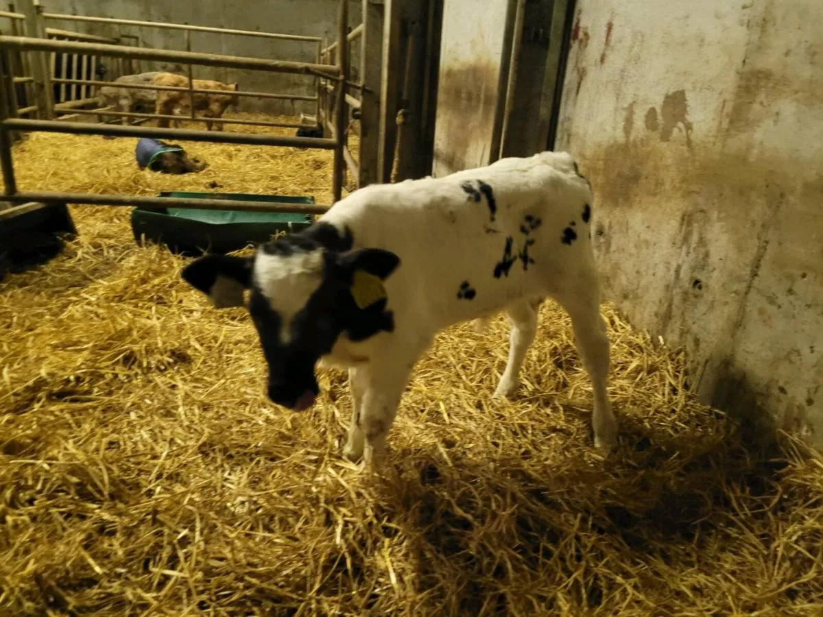 BB bull calves - Image 3