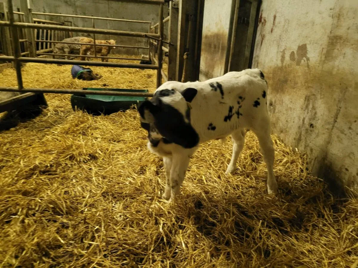 BB bull calves - Image 1