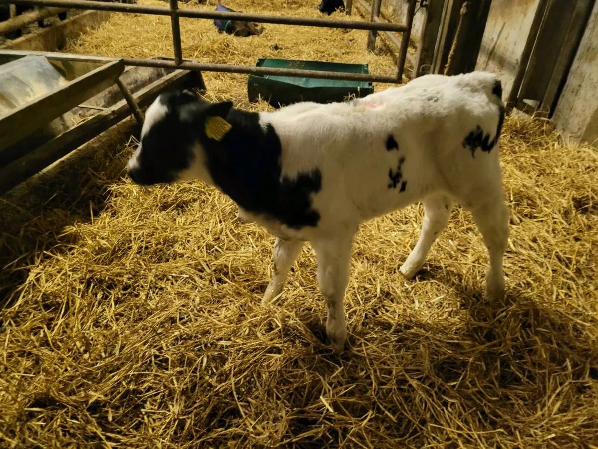 BB bull calves - Image 2