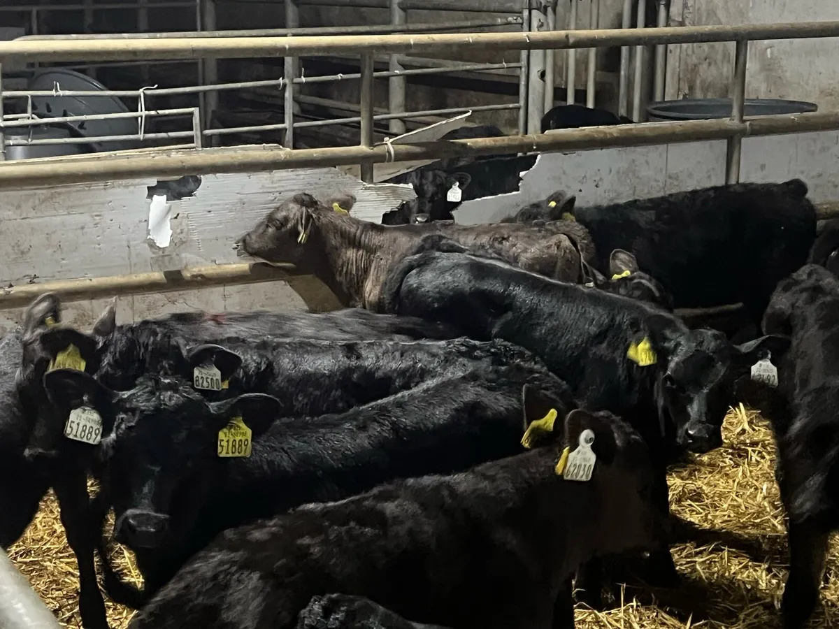 36 STRONG ANGUS HEIFERS - Image 1