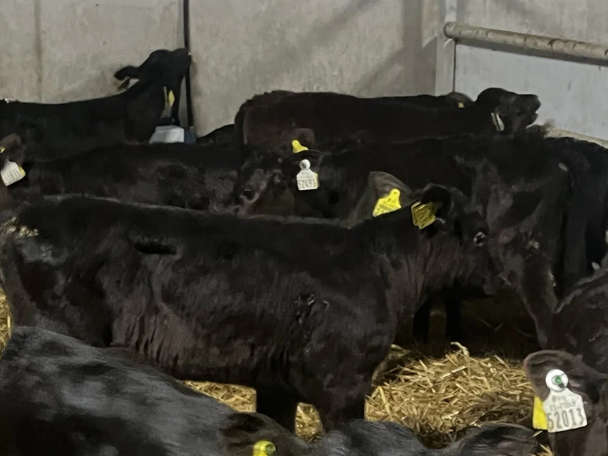 36 STRONG ANGUS HEIFERS - Image 2