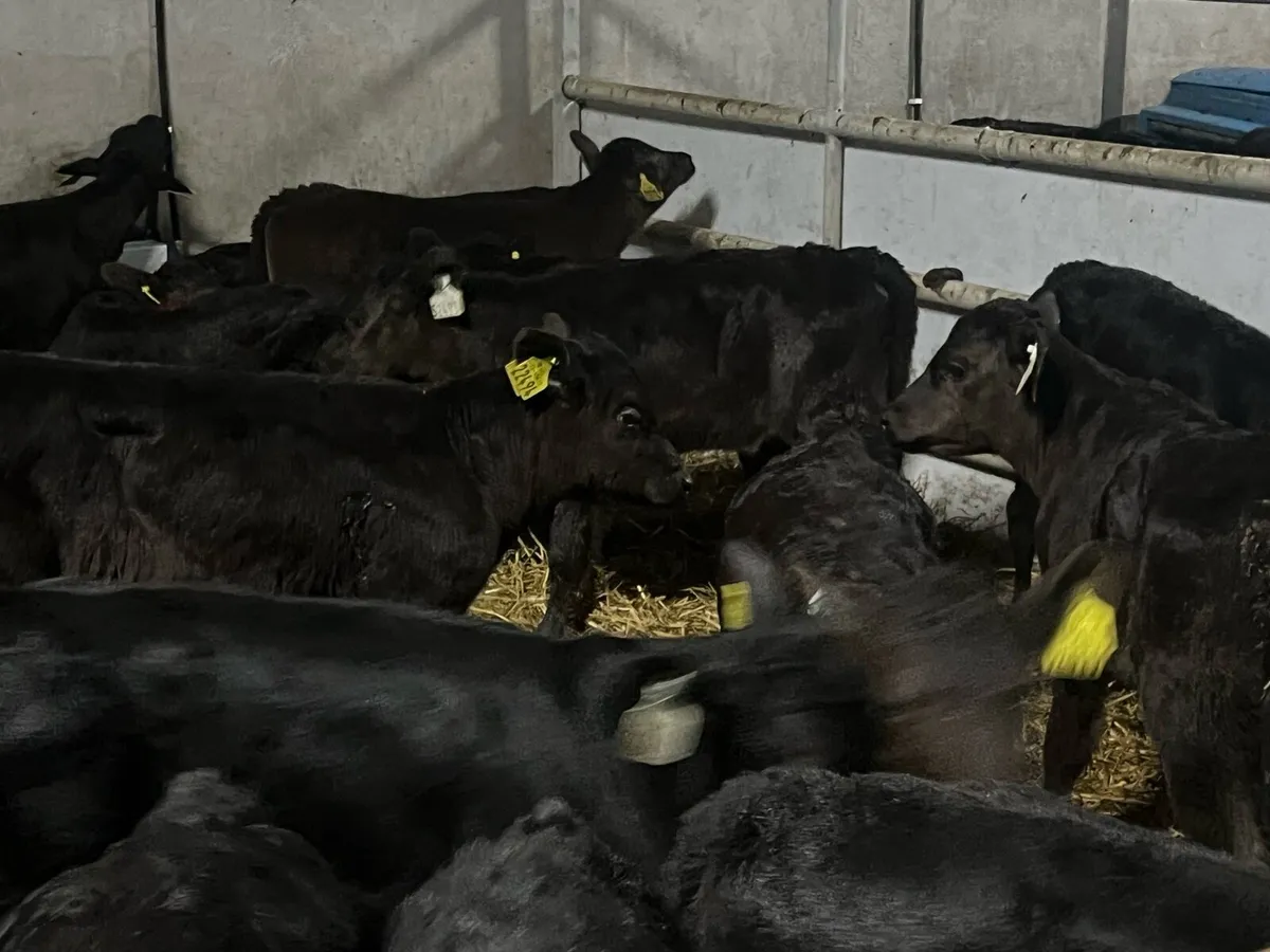 36 STRONG ANGUS HEIFERS - Image 3