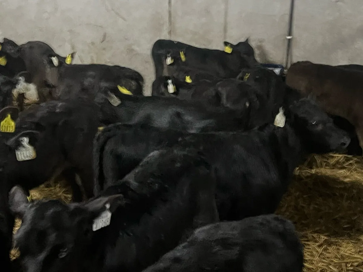 36 STRONG ANGUS HEIFERS - Image 4